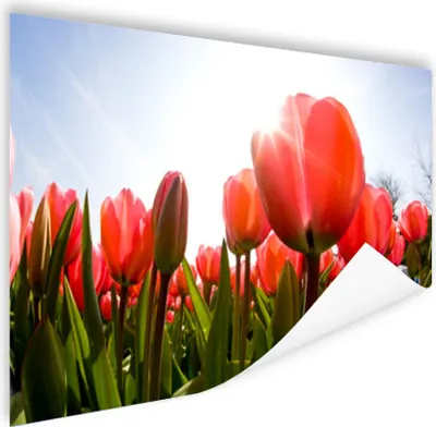 Produktbild von MuchoWow® Poster Blumen - Tulpen - Sonne 180x120 cm - Fotoplakat