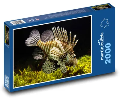 Obrázek produktu pro Puzzle 2000 Mořská ryba - pod vodou, moře - martinpuzzle