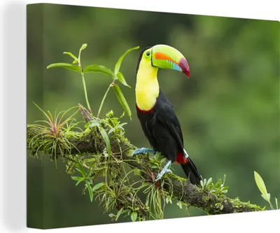 Produktbild von OneMillionCanvasses® - Leinwandbilder - 140x90 cm, Ein Tukan auf einem moosbewachsenen Baumast, Wandbilder Kunstdruck Wanddekoration - Foto auf Leinwand - Gemälde auf Holzrahmen