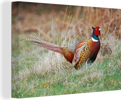 Obrázek produktu pro OneMillionCanvasses® - Obrazy na plátně - 140x90 cm, Bažant - Tráva - Zima, Nástěnné umění tisk Nástěnná dekorace - Fotografie na plátně - Obraz na dřevěném rámu