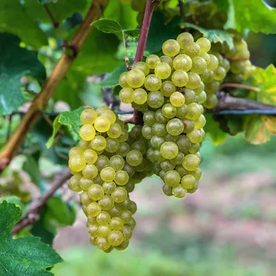 Image de Vitis vinifera 'Bianca' - Plante fruitière produisant des raisins de table sucrés