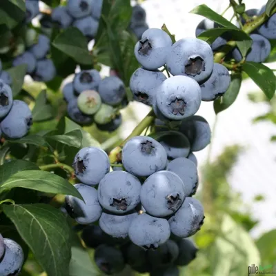 A close-up view of a cluster of ripe blueberries on a branch, with green leaves and stems visible.