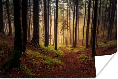 Produktbild von MuchoWow® Poster Bäume - Natur - Wald 60x40 cm - Schlafzimmerdekoration