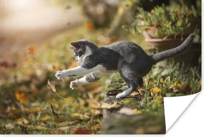 Produktbild von MuchoWow® Poster Katze - Laub - Herbst 180x120 cm - Fotoplakat