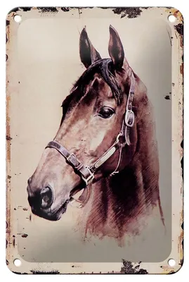 Produktbild von Blechschild Retro 12x18cm Portrait Pferd Kopf Schild