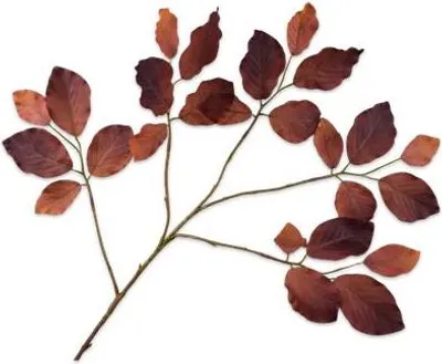 Produktbild von Silk-ka Kunstblume - Seidenblume - Kunstzweig - Blätterzweig - Braun - 78 cm
