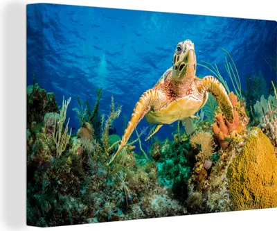 Produktbild von OneMillionCanvasses® - Leinwandbilder - 140x90 cm, Eine Schildkröte schwimmt über ein Korallenriff, Wandbilder Kunstdruck Wanddekoration
