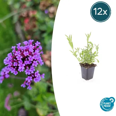 Produktbild von Zierstaude - Eisenkraut - Verbena bonariensis - 9cm Topf - Set mit 12 Pflanzen