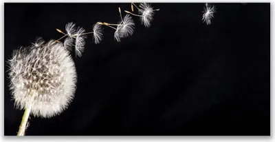 Produktbild von Glasbilder 120x60 Wandbild Druck auf Glas Pusteblume Pflanzen