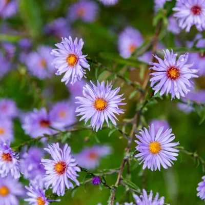 Image de Aster frikartii « Mönch » - 60 plants - 10-25cm - Ø9cm - Plante vivace à