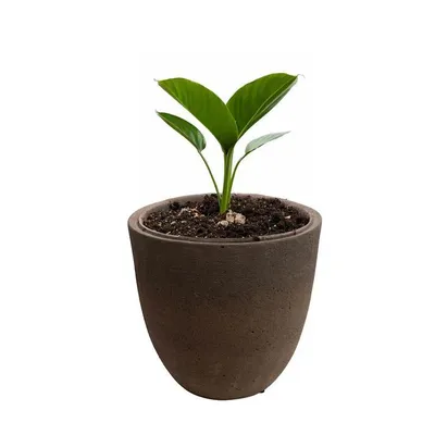 Produktbild von Blumentopf aus Zement – dunkelbraun, rund, für den Außenbereich