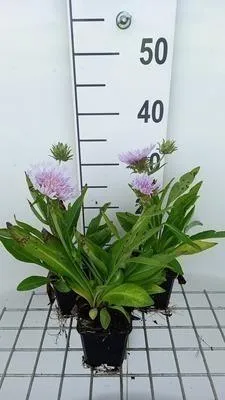 Image de 6 x Stokesia laevis - Ziest - Pot 9 x 9 cm