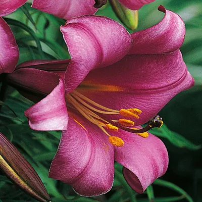 Zdjęcie produktu dla Lilia Trąbkowa Pink Perfection 1 szt Lilie cebule lilii cebulki Pachnąca