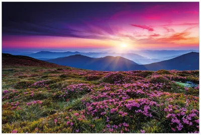 Produktbild von Wallario Wandbild aus Acryl, 90 x 60 cm, freischwebende Optik - Blumenbedeckte Wiese bei Sonnenuntergang