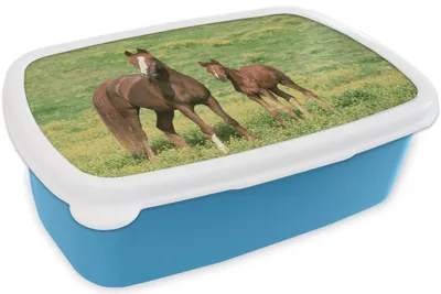 Produktbild von KitchenYeah® Lunchbox Brotzeit Brotdose 17x11 cm Pferde - Gras - Braun Kinder Brotzeitdose - Lunch - Kunststoff  - Brotbüchse - Sandwichbox - Lunchbox für Kinder