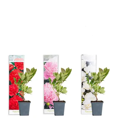 Produktbild von 3 Stück Paeonia Mix – Pfingstrose – Strauch – Winterhart – ⌀09 cm -Sarah Bernardt, Alba Plena, Rubra Plena