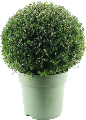 Produktbild von Bergilex Kugel FloraSelf Ilex crenata 'Glory Gem' Durchmesser ca. 50 cm Co 15 L weibliche Sorte