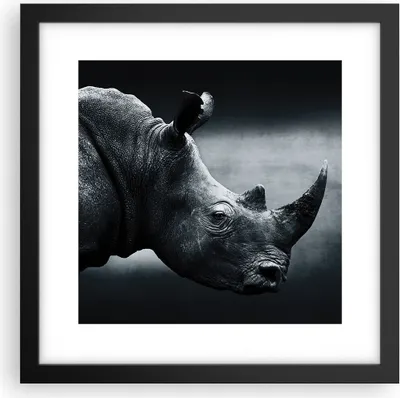 Produktbild von Gerahmtes Poster - Schwarzer Rahmen - Nashorn Schwarzweiß Porträt - 30x30 cm - Wand Bild - Wanddeko - Wandbilder - Wandposter - Bilderrahmen - Bilder - Kunstdruck - Wandbild - P2BAC30x30-4347