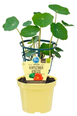 Produktbild von Kapuzinerkresse- Tropaeolum majus - Kräuterpflanze im 12cm Topf