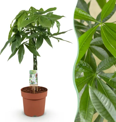 Image de Green boutiQ - Plantes d'intérieur - Pachira Aquatica tige tressée - Arbre à argent - Peu d'entretien - Vert - 1 Plante - Pot 21cm - Hauteur 80-90cm