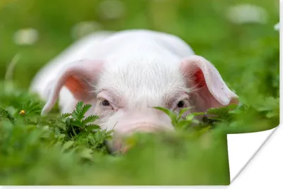 Produktbild von MuchoWow® Poster Schwein - Tiere - Groß 120x80 cm - Bilder
