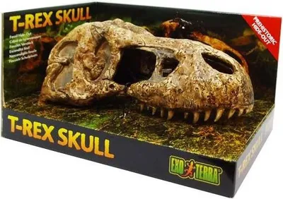 Immagine prodotto di Cranio di T-Rex Hagen EX; PT2859