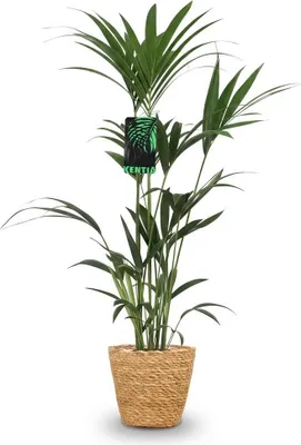 Produktbild von Howea Forsteriana Ø21cm 120cm Kentia Palme Zimmerpflanze im Korb Pflegeleicht