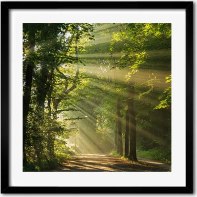 Produktbild von Bild - 50 cm x 50 cm - MDF - Rahmen, Wandkunst - Wald in der Sonne
