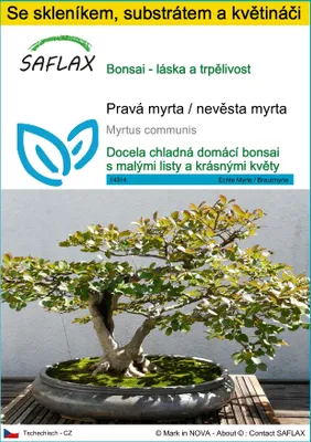 Obrázek produktu pro SAFLAX Kultivační sada - Pravá myrta / nevěsta myrta - Myrtus communis - 30 Semena - S mini skleníkem, pěstebním substrátem a 2 květináči
