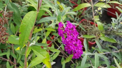 Image de Buddleia davidii 'Royal red' / Arbre aux papillons à fleurs rouges