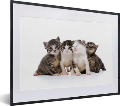 Produktbild von MuchoWow® MuchoWow® Gerahmtes Poster Katze - Haustiere - Fell - Porträt 40x30 cm - Poster mit zchwarzem Bilderrahmen - Bilderrahmen - Poster im Rahmen