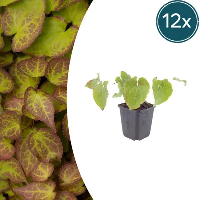 Produktbild von Epimedium perralc. 'Frohnleiten' - Elfenblume - Bodendecker - Gelbe Blüten - Pflegeleicht - 12 Pflanzen - Höhe 10-25 cm - Ø 9 cm