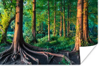 Produktbild von MuchoWow® Poster Leuchtende Farben im tropischen Regenwald im Sommer 60x40 cm - Schlafzimmerdekoration