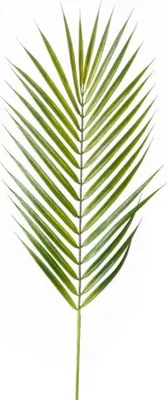 Produktbild von künstliches Blatt, Palmblatt, Zweig, Chamaedorea grün 75cm Emerald Blätterzweig