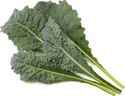 Produktbild von Click & Grow Click & Grow Smart Refill Italian Kale 3pcs