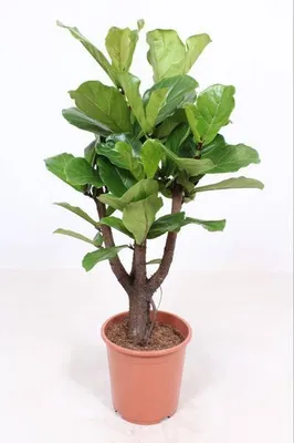 Produktbild von Geigen – Feige Ficus Lyrata Zimmerpflanze Ø27cm ↕120cm – pflegeleichte Grünpflanze für Wohnzimmer, Büro & helle Standorte kaufen