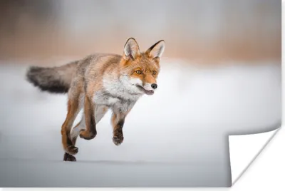 Produktbild von MuchoWow® Poster Fuchs - Jagd - Schnee 30x20 cm - Plakate - Print