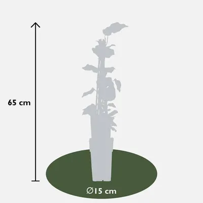 Image de Lierre panaché Hedera algeriensis « Gloire de Marengo » - plante grimpante