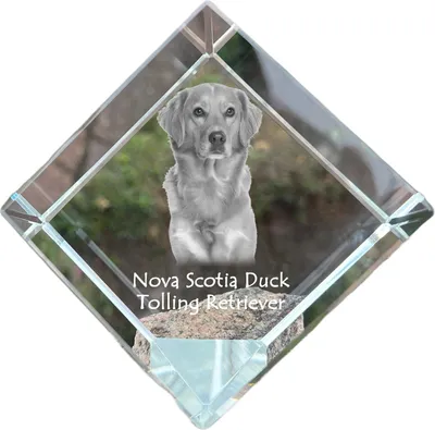 Immagine prodotto di Art-Dog Fermacarte – Duck Tolling Retriever della Nuova Scozia