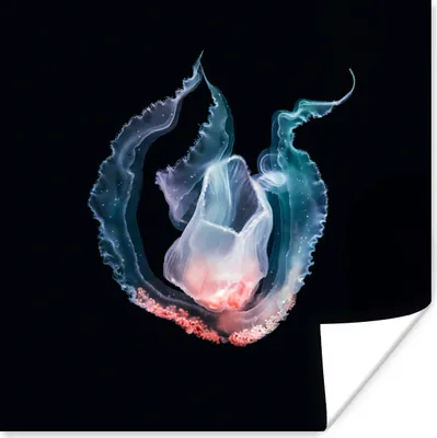 Produktbild von MuchoWow® Poster Qualle - Blau - Rosa 50x50 cm - Wohnzimmerdekoration