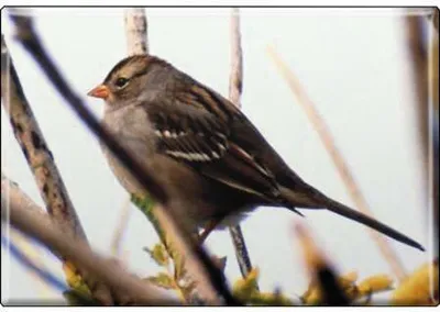 Produktbild von TIERMAGNET - Vogel - Gr. ca. 8 x 5,5 cm - 37269 - Küchenmagnet