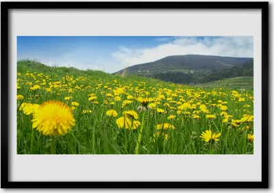 Produktbild von Bild 100x70 MDF-Rahmen Wandkunst Löwenzahn Natur