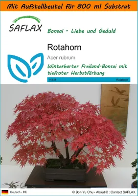 Produktbild von SAFLAX Garden in the bag - Rotahorn - Acer rubrum - 20 Samen - Mit Anzuchtsubstrat im praktischen, selbst aufstellenden Beutel