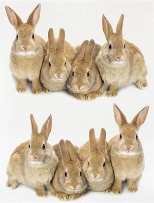 Produktbild von Geschirrtuch "Digiprint Hasen" 100% Baumwolle