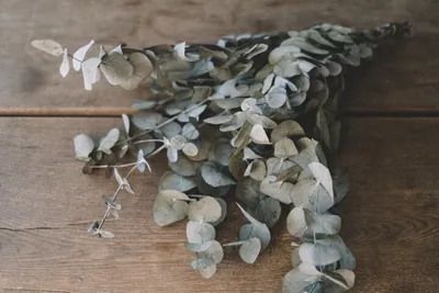 Produktbild von Eucalyptus silverdollar, konserviert, in Grün, im Bund, Länge ca. 60cm