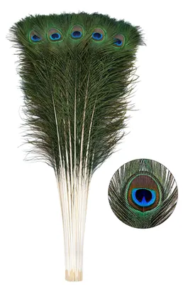 Image de 12 plumes de paon naturelles pour projets créatifs