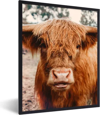 Produktbild von MuchoWow® Gerahmtes Poster Kuh - Schottischer Hochländer - Hörner - Braun - Landschaft 60x80 cm - Poster mit Schwarzem Bilderrahmen Wandposter Rahmen Foto Bilder - Premium - Wanddeko Wohnzimmer
