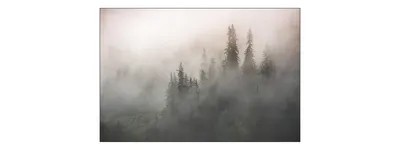 Obrázok produktu pre Muralo fototapeta les v hmle 450 (Š) x 300 (V) cm cm netkaná tapeta tapety stromy obývacia izba spálňa moderné fototapety XXL krajina panoráma nástenná dekorácia