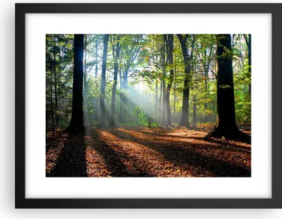 Produktbild von Gerahmtes Poster - Schwarzer Rahmen - Wald Blätter Sonne - 40x30 cm - Wand Bild - Wanddeko - Wandbilder - Kunstposter - Wandposter - Bilderrahmen - Bilder - Kunstdruck - Wandbild - P2BAA40x30-0136