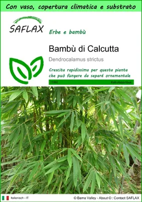 Immagine prodotto di SAFLAX Garden to go - Bambù di Calcutta - 50 semi - Dendrocalamus